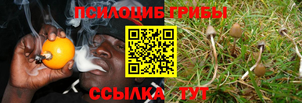 Галлюциногенные грибы Cubensis  Вход с VPN  Сызрань 